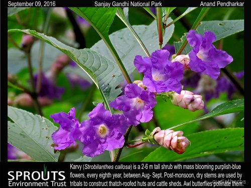 Strobilanthes callosus flower4.jpg